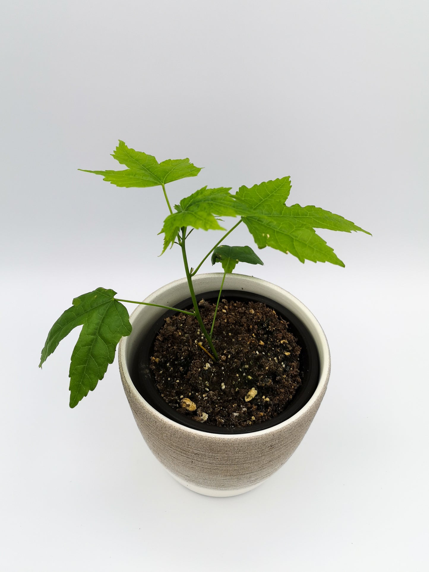 Abutilon ''Biltmore Ballgown''