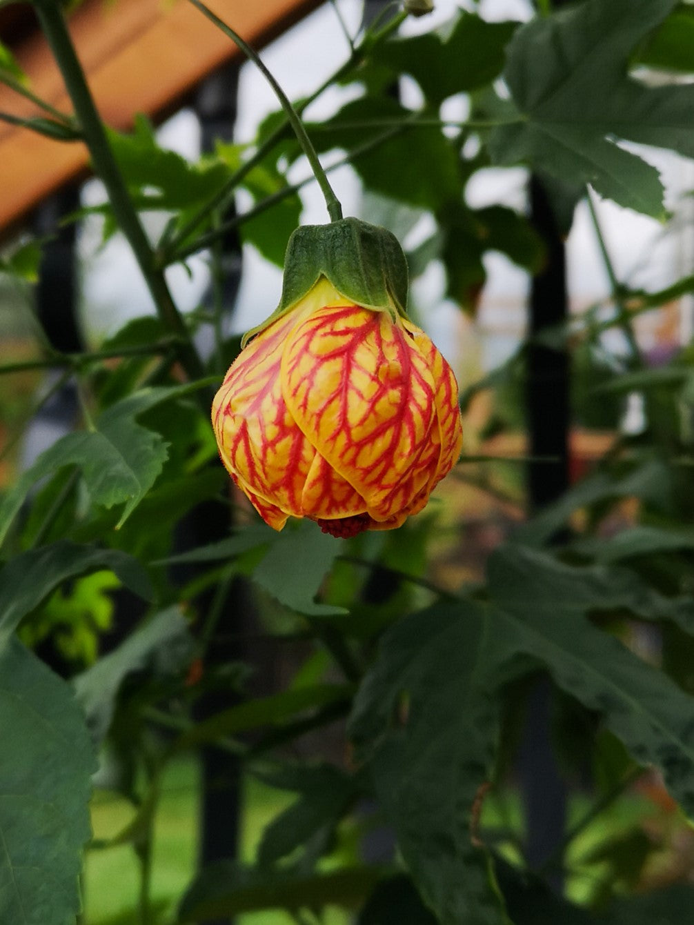 Abutilon ''Biltmore Ballgown''