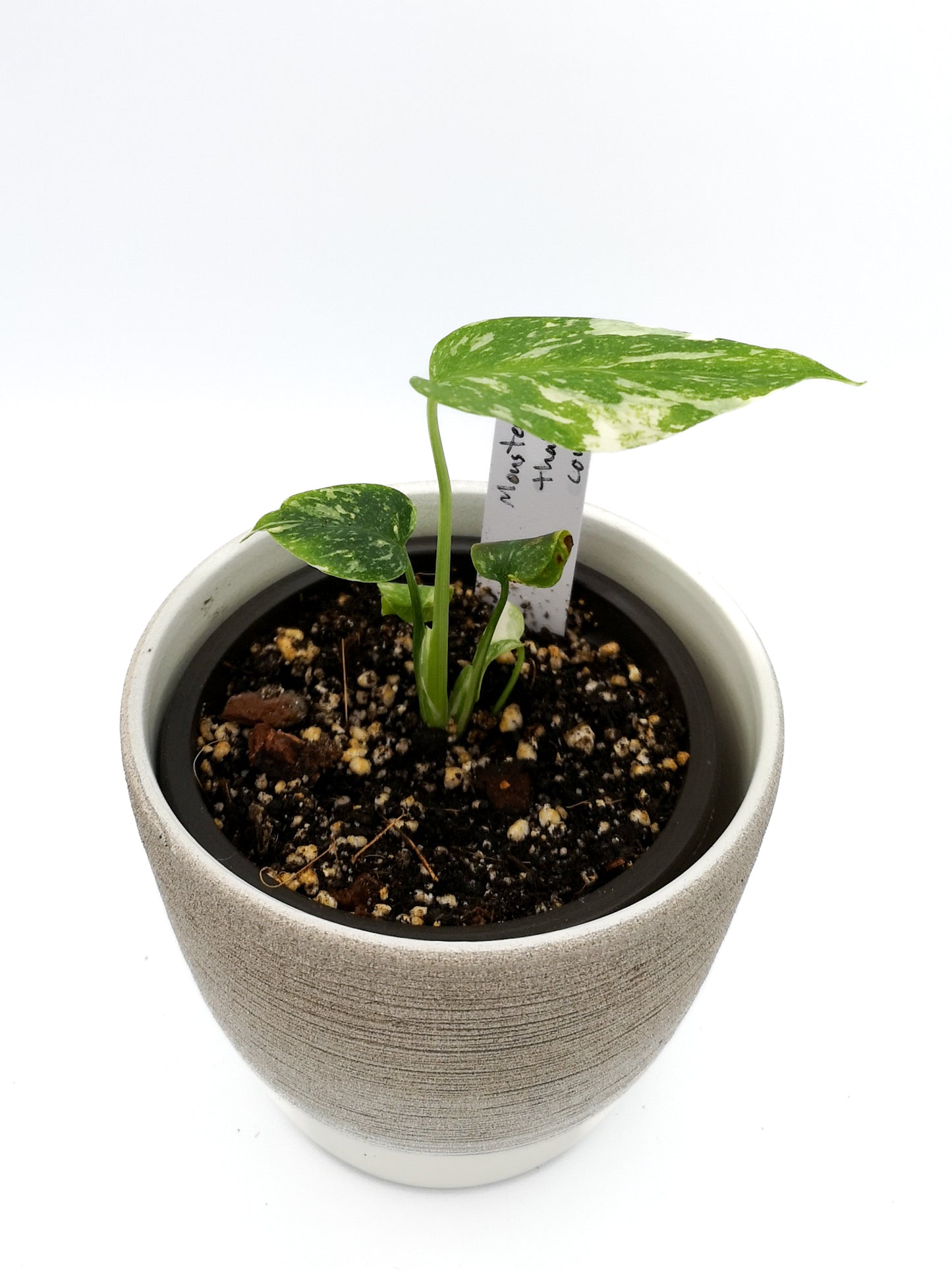 monstera thai constellation