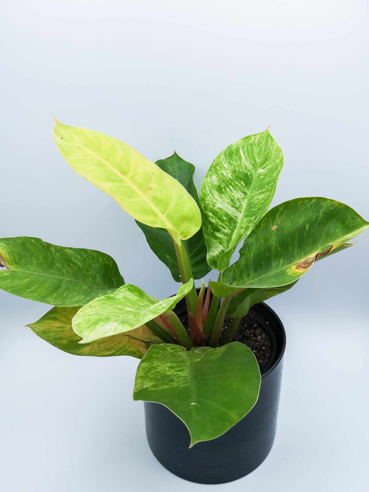 philodendron moonlight variegata Philodendron moonlight variegated – Passion Exotique