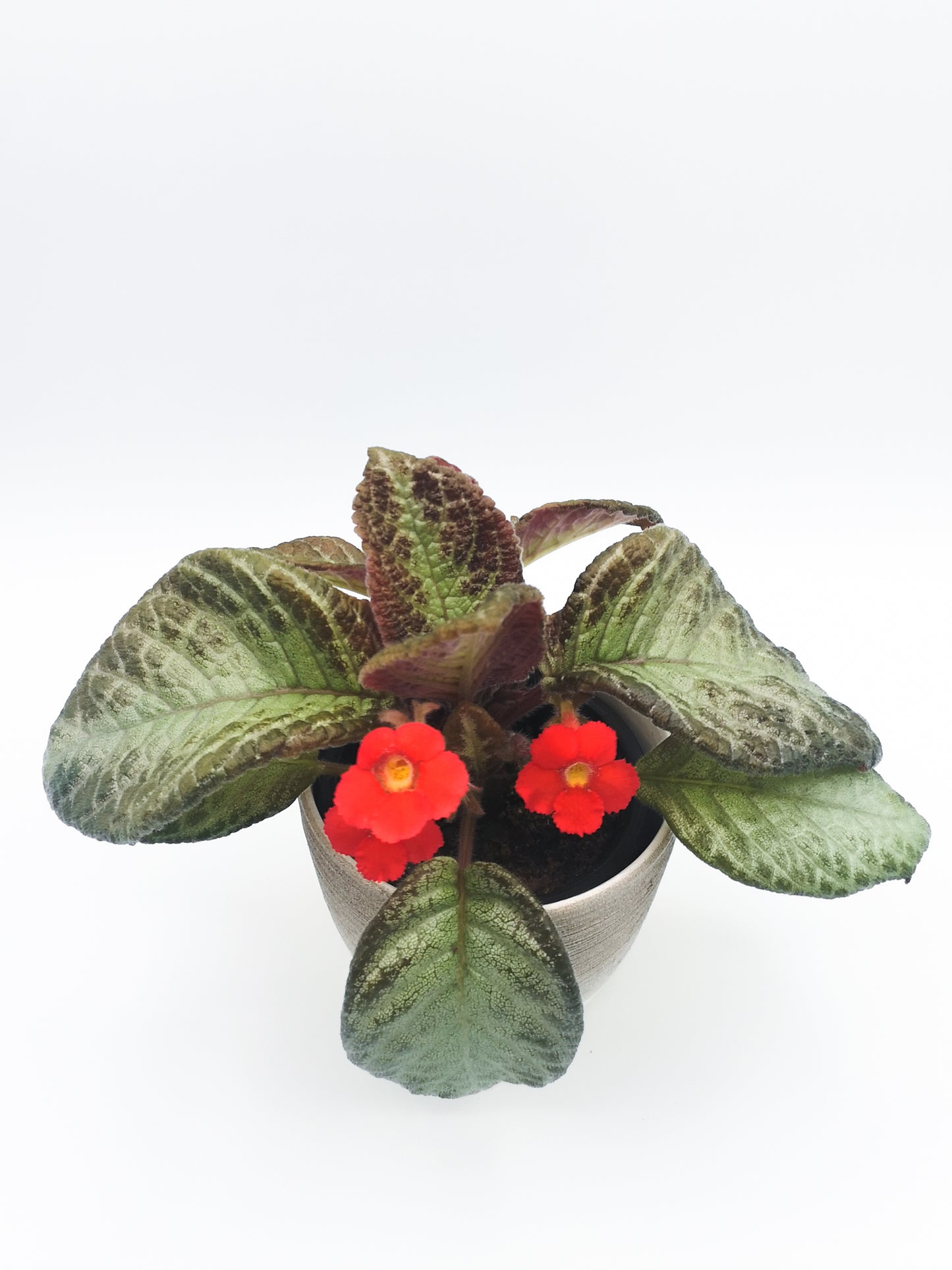 Episcia cupreata