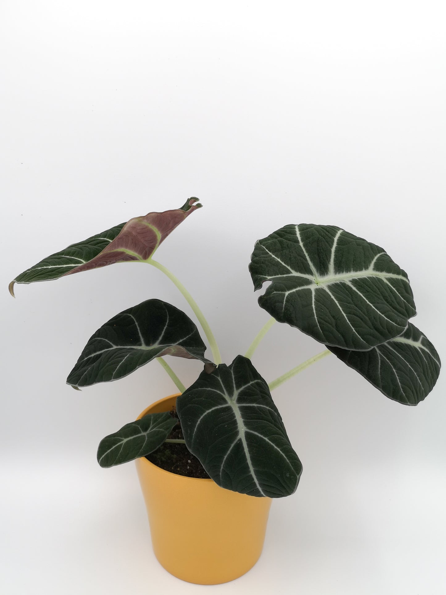 Alocasia black velvet
