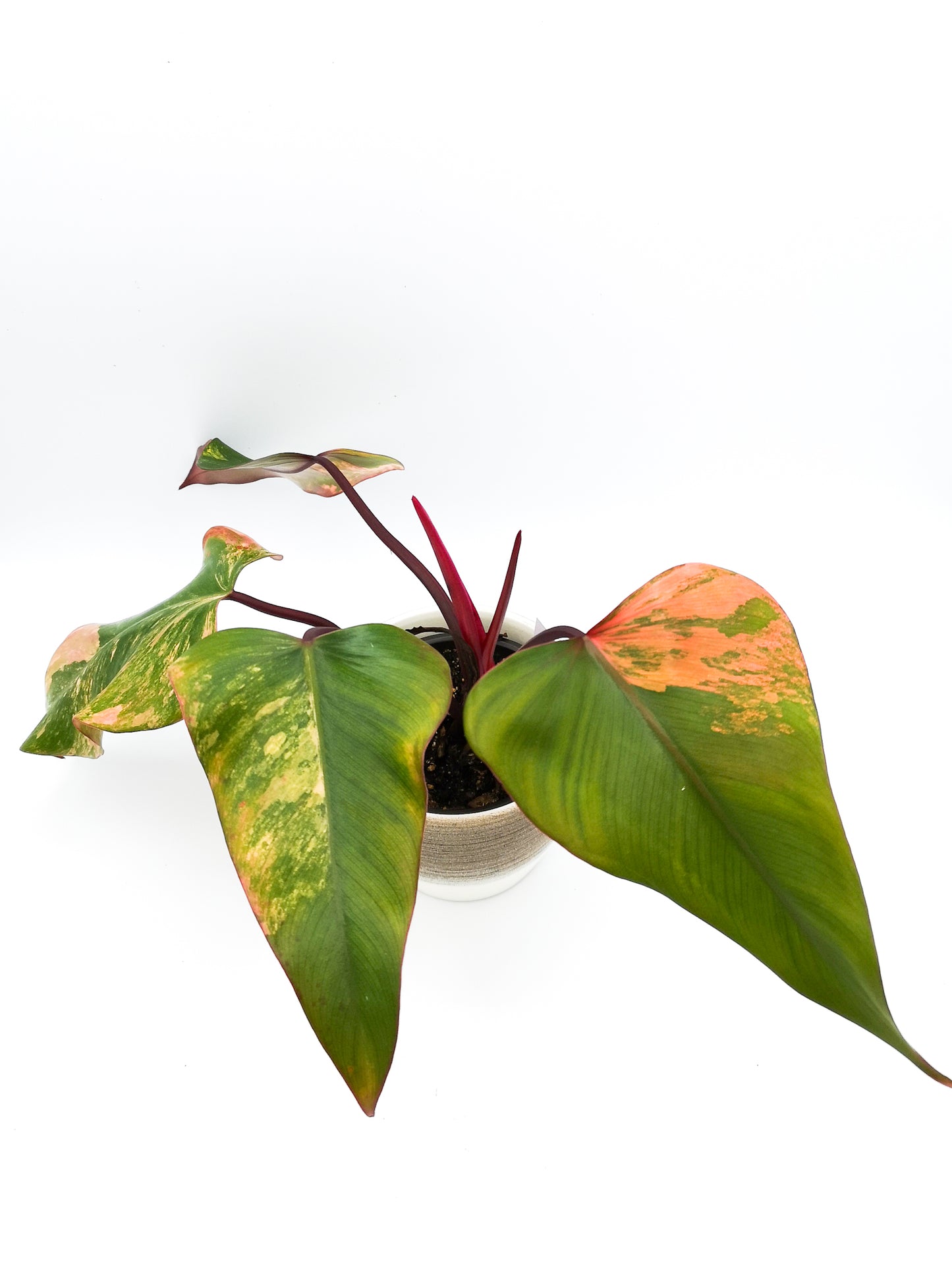 Philodendron strawberry shake