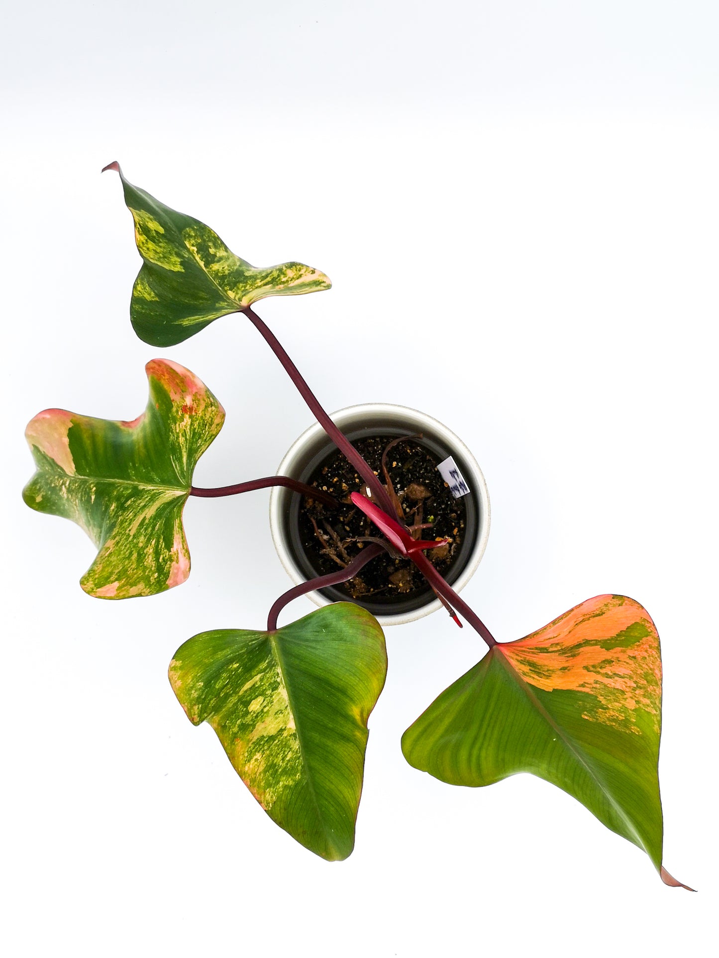 Philodendron strawberry shake