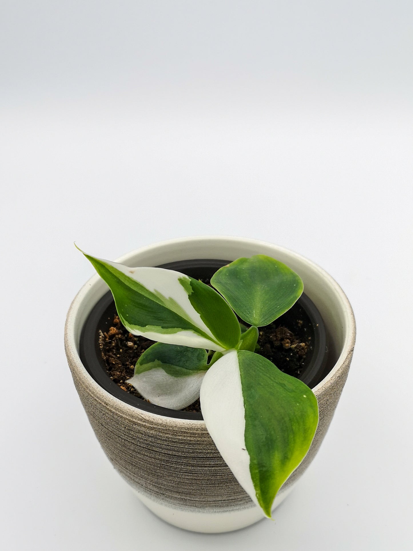 Philodendron white wizard