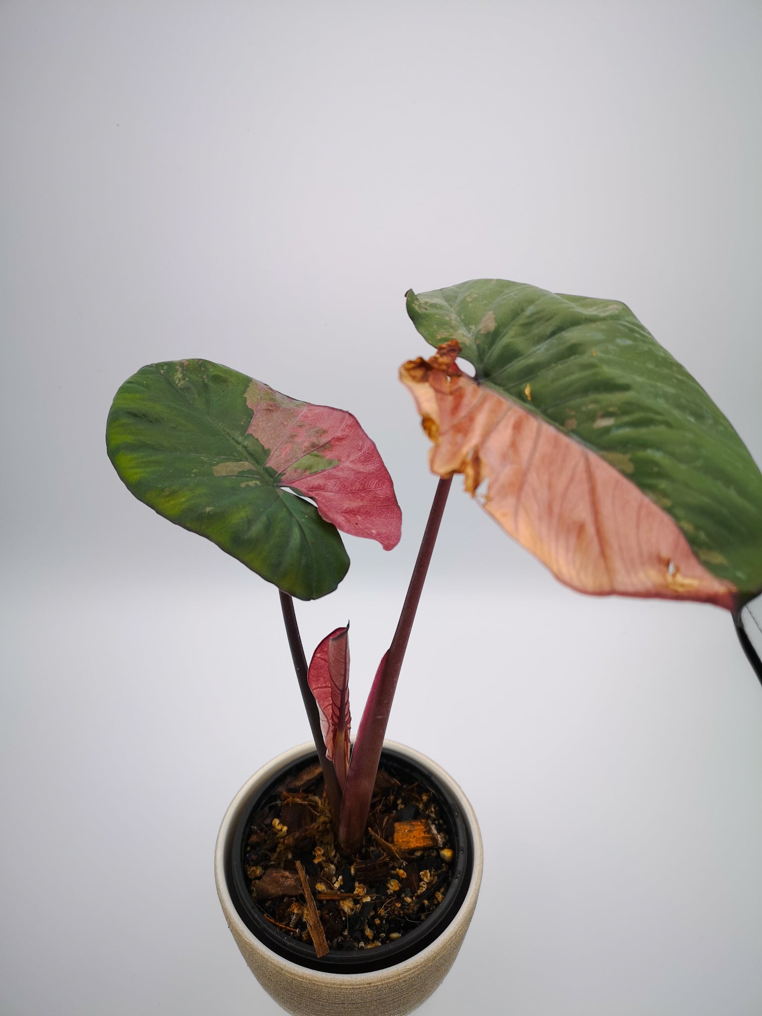 Alocasia serendipity variagated