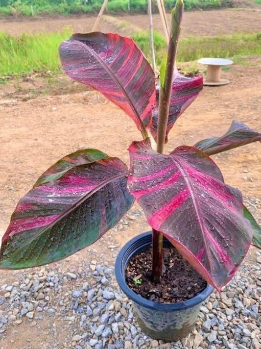 Musa Nono