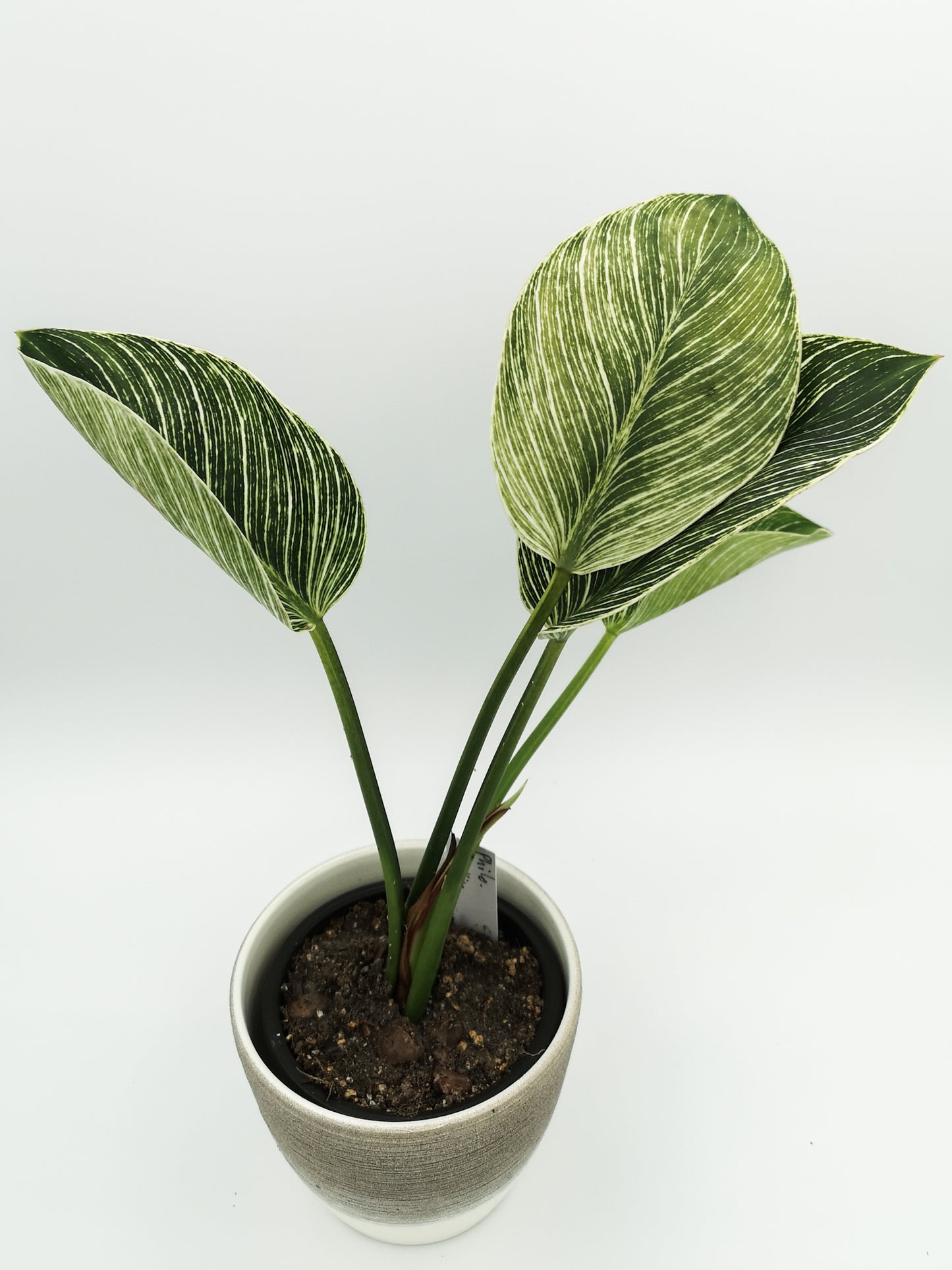 Philodendron birkin