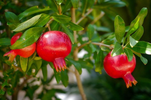 dwarf pomegranate
