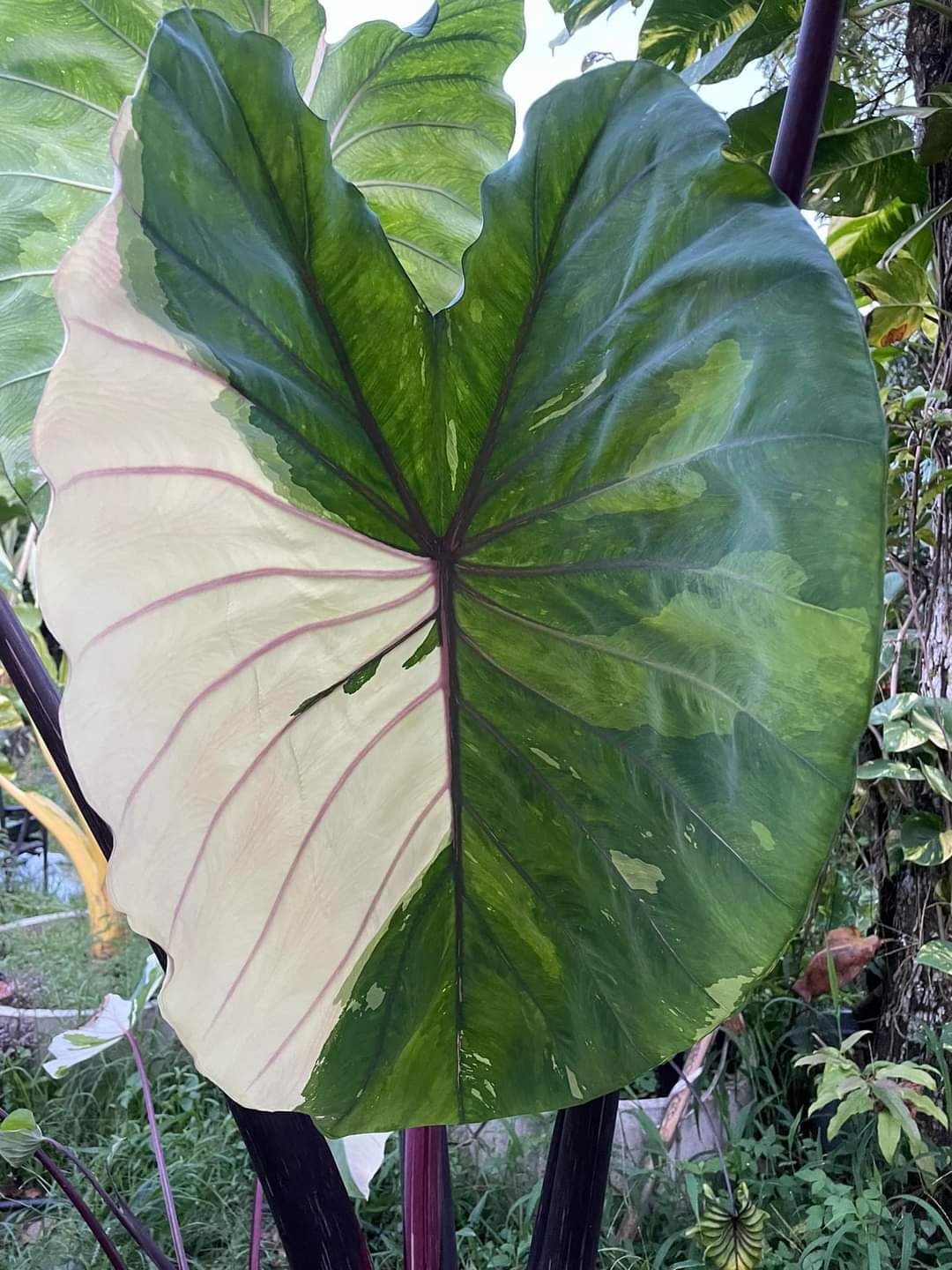 Colocasia ploychompu (available February\March)