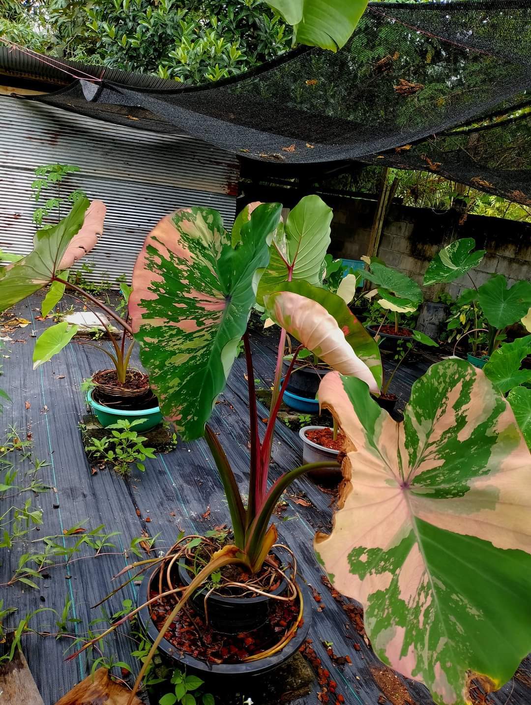 Colocasia ploychompu (available February\March)