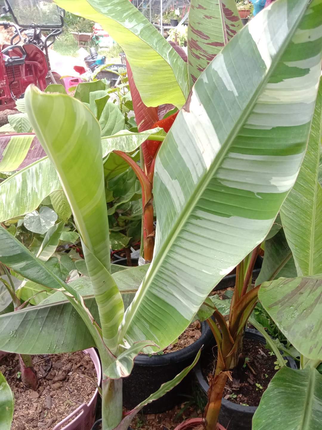 Musa florida