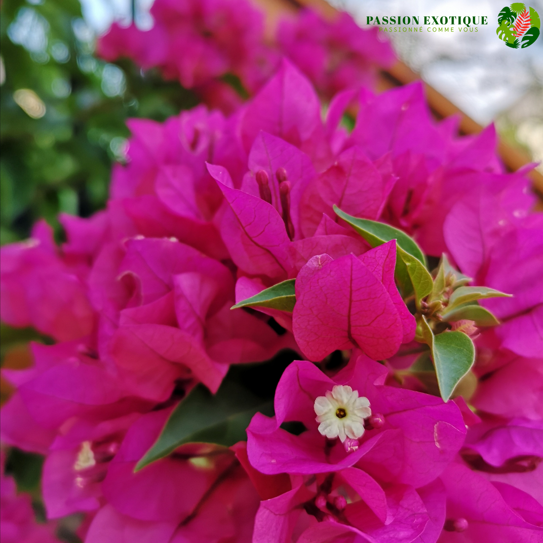 Bougainvillea