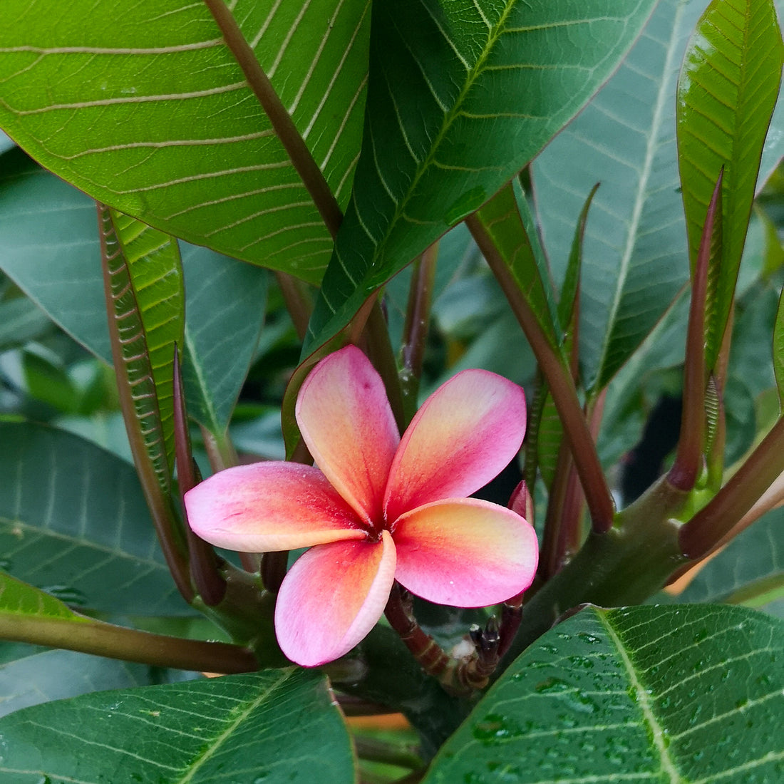 Plumeria