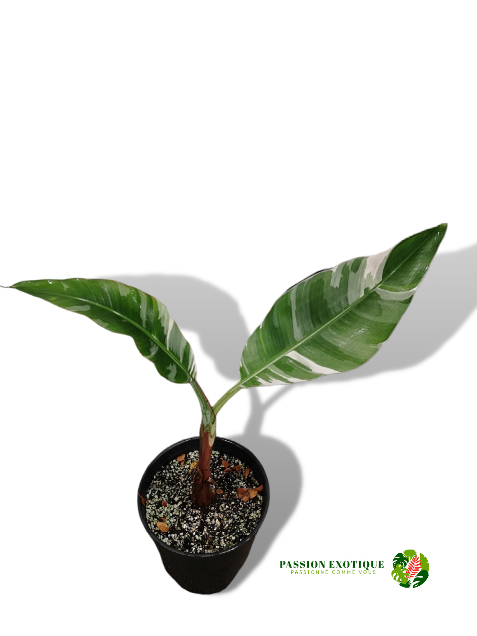Musa florida – Passion Exotique
