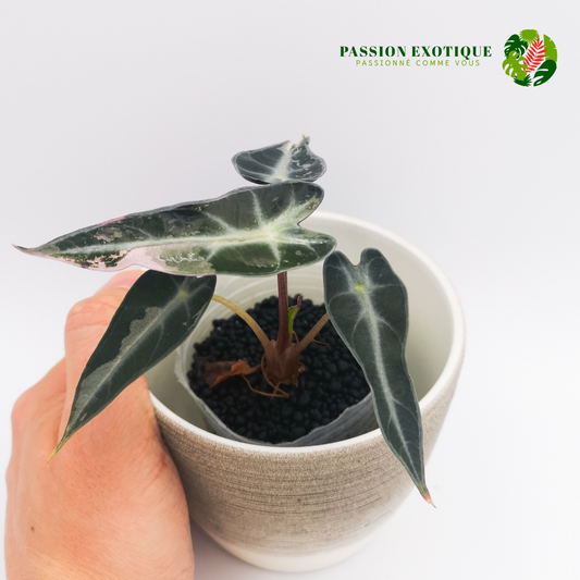 Alocasia baby