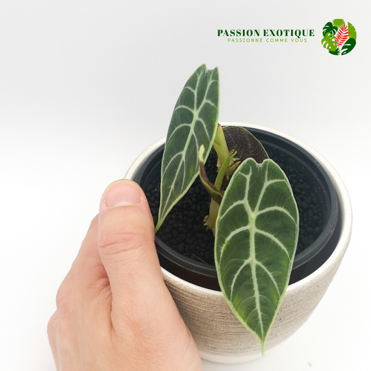 Alocasia watsoniana
