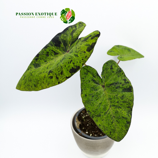 Colocasia mojito