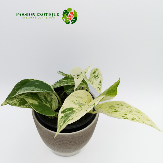 Pothos marble queen