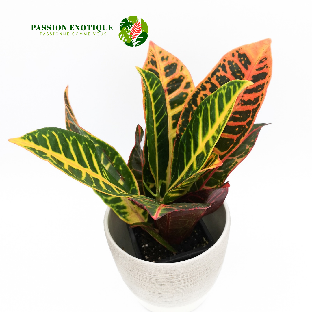 Croton 'petra'