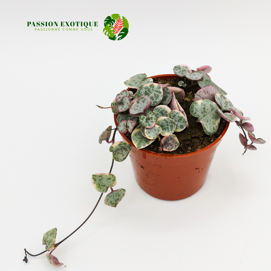 String of heart variegated