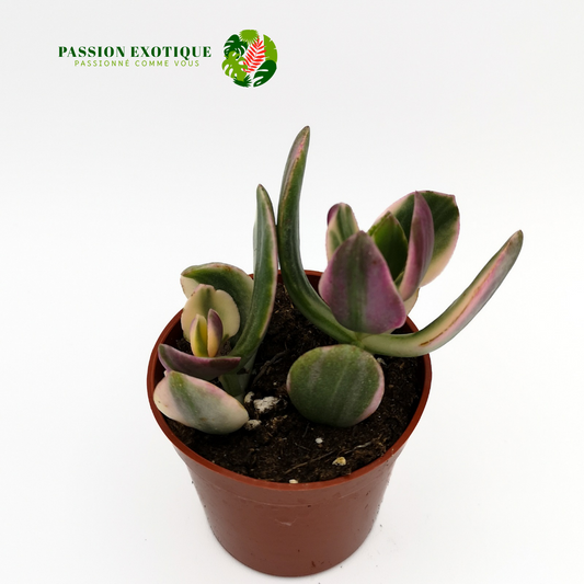 Crassula ovata variegated