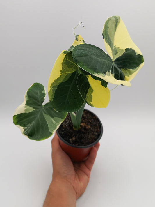 alocasia mickey