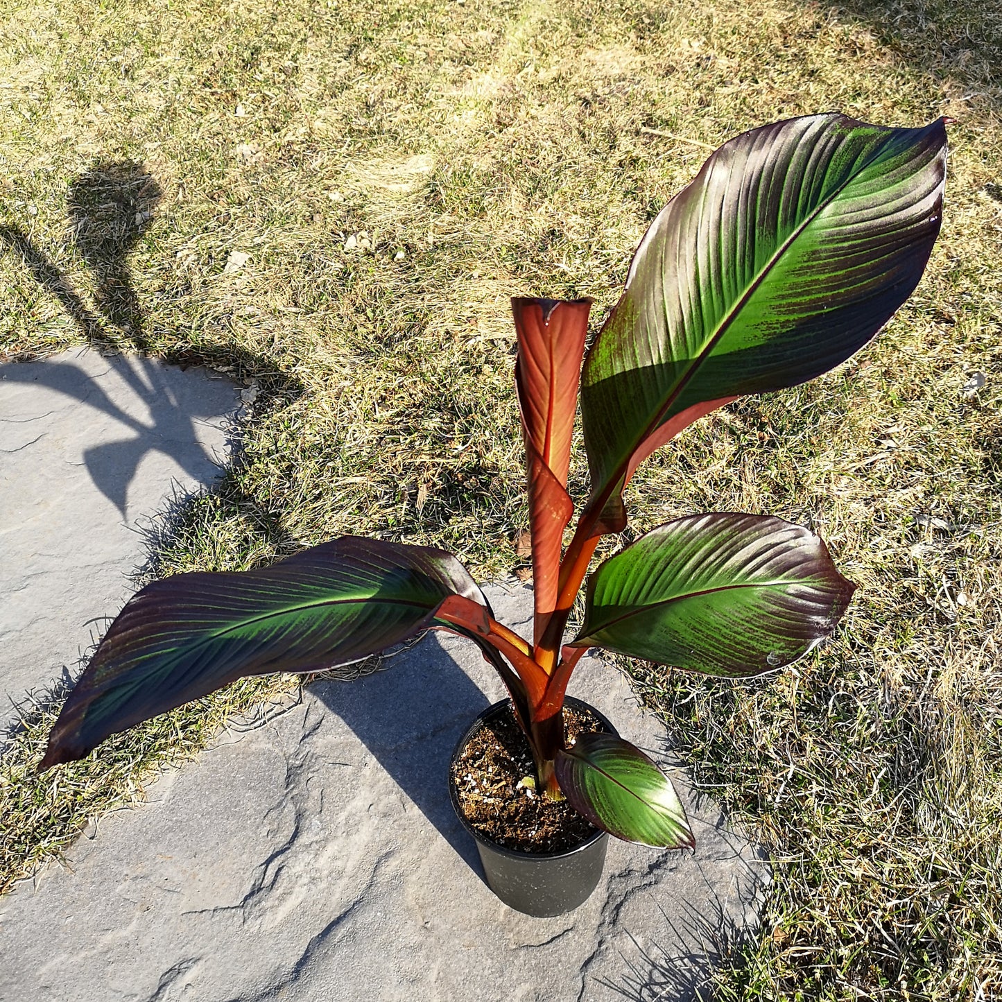 Ensete ventricosum 'Maurelii'