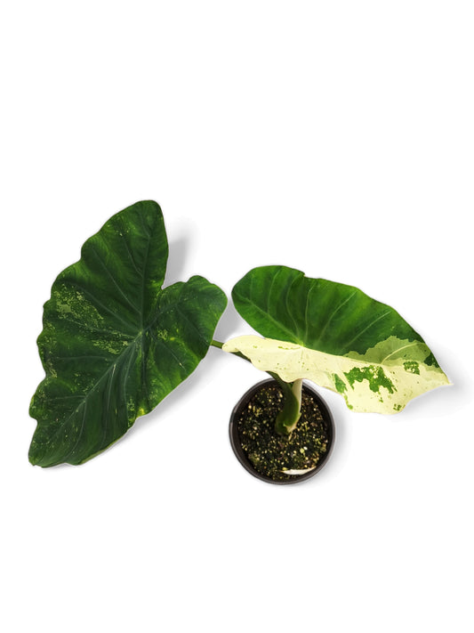 Colocasia aquatilis paraiso (available in February\March)