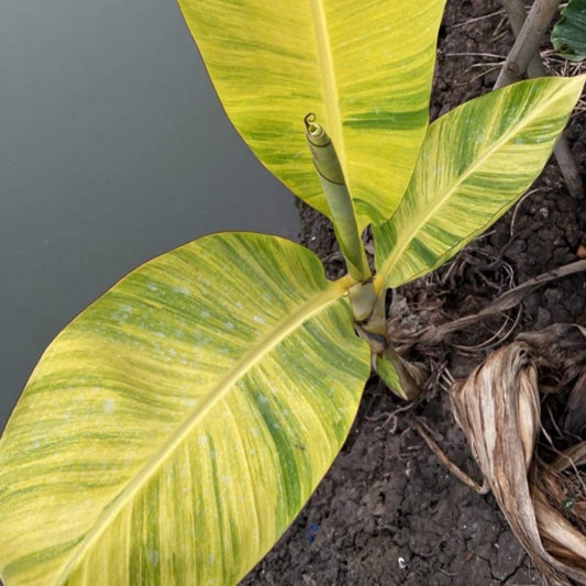 Musa Papua Jaune