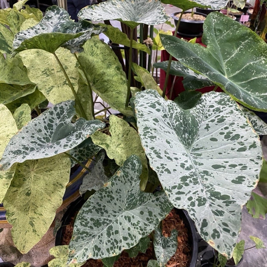 Colocasia Chiangkhan Diamond