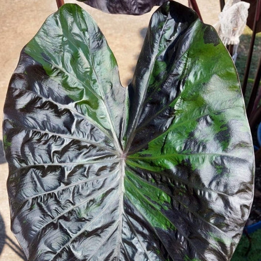 Colocasia Green Tiger