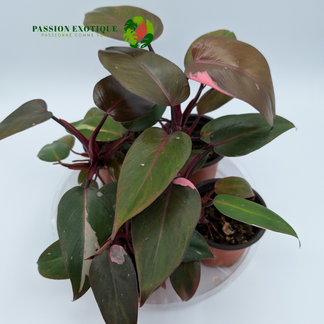 Philodendron pink princess