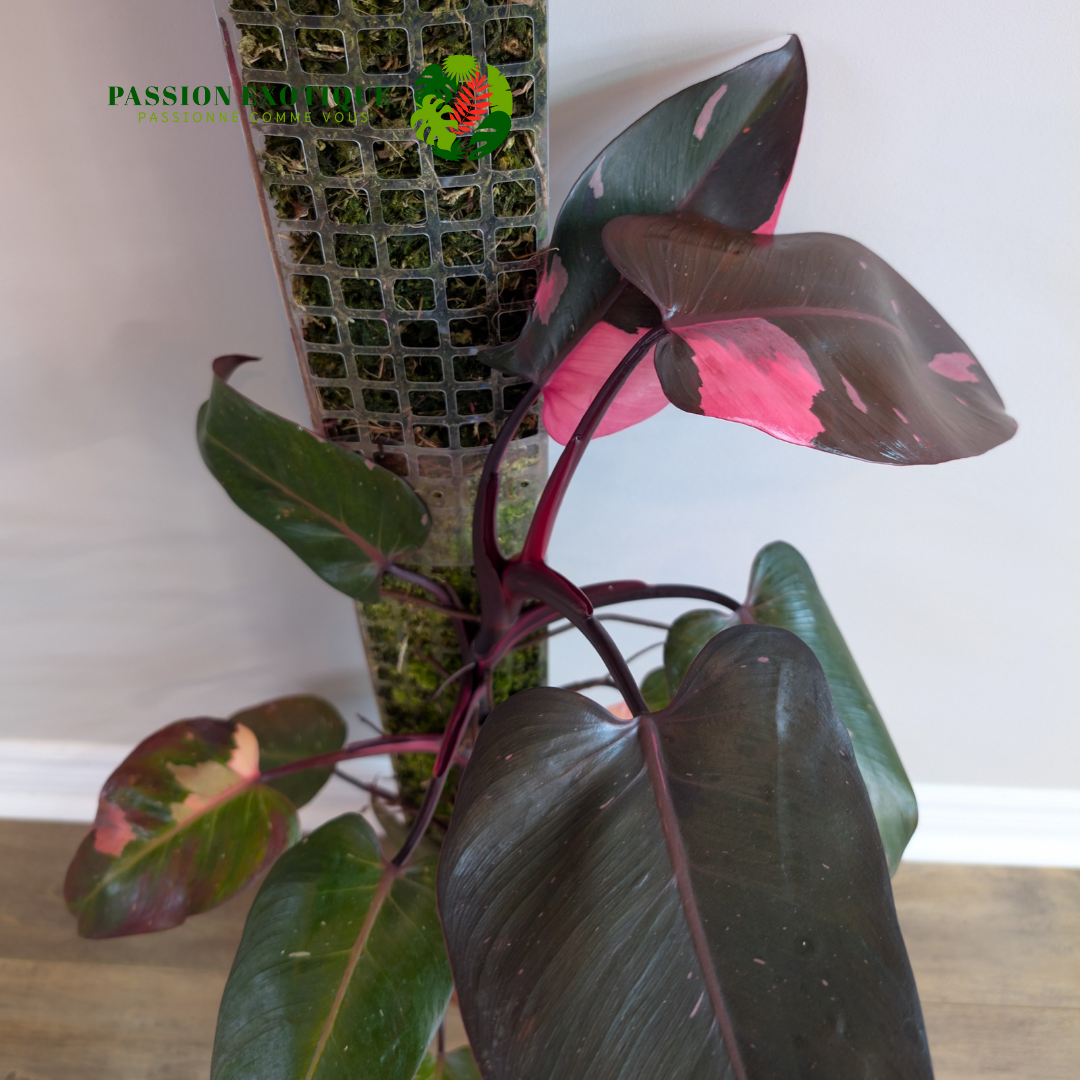 Philodendron pink princess