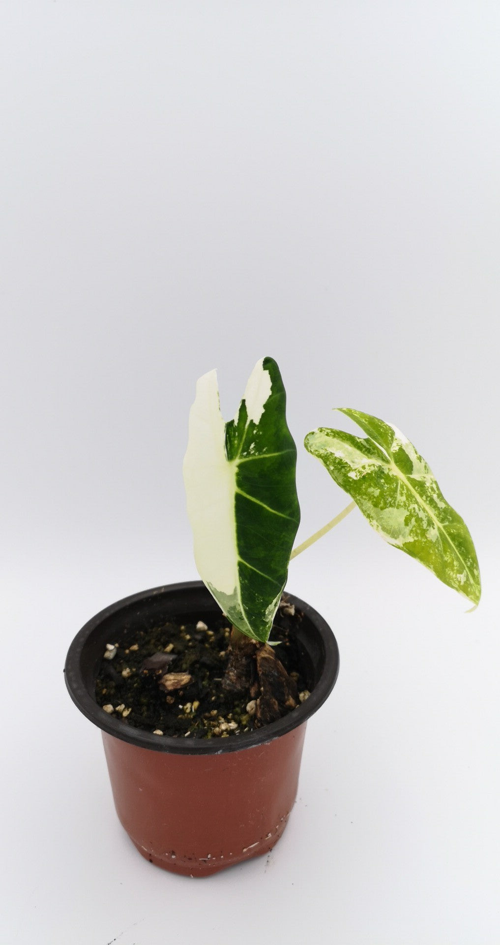 Alocasia frydek variagated