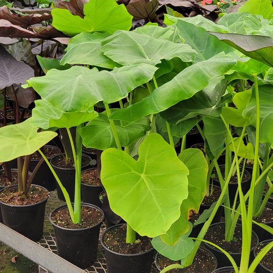 Colocasia Giant Thaïland