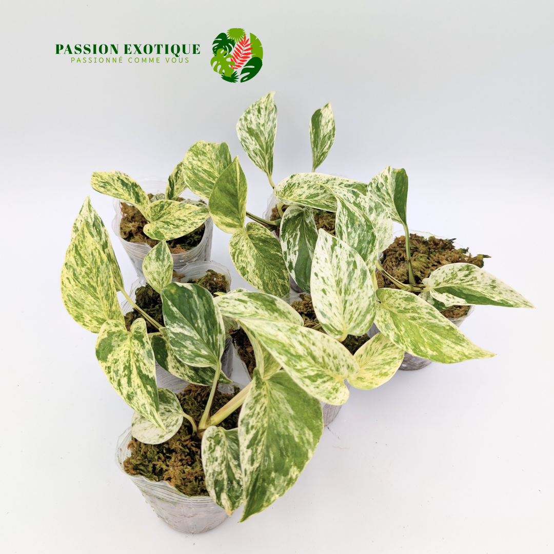 Pothos marble queen