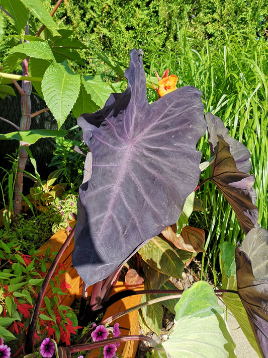 Colocasia black magic