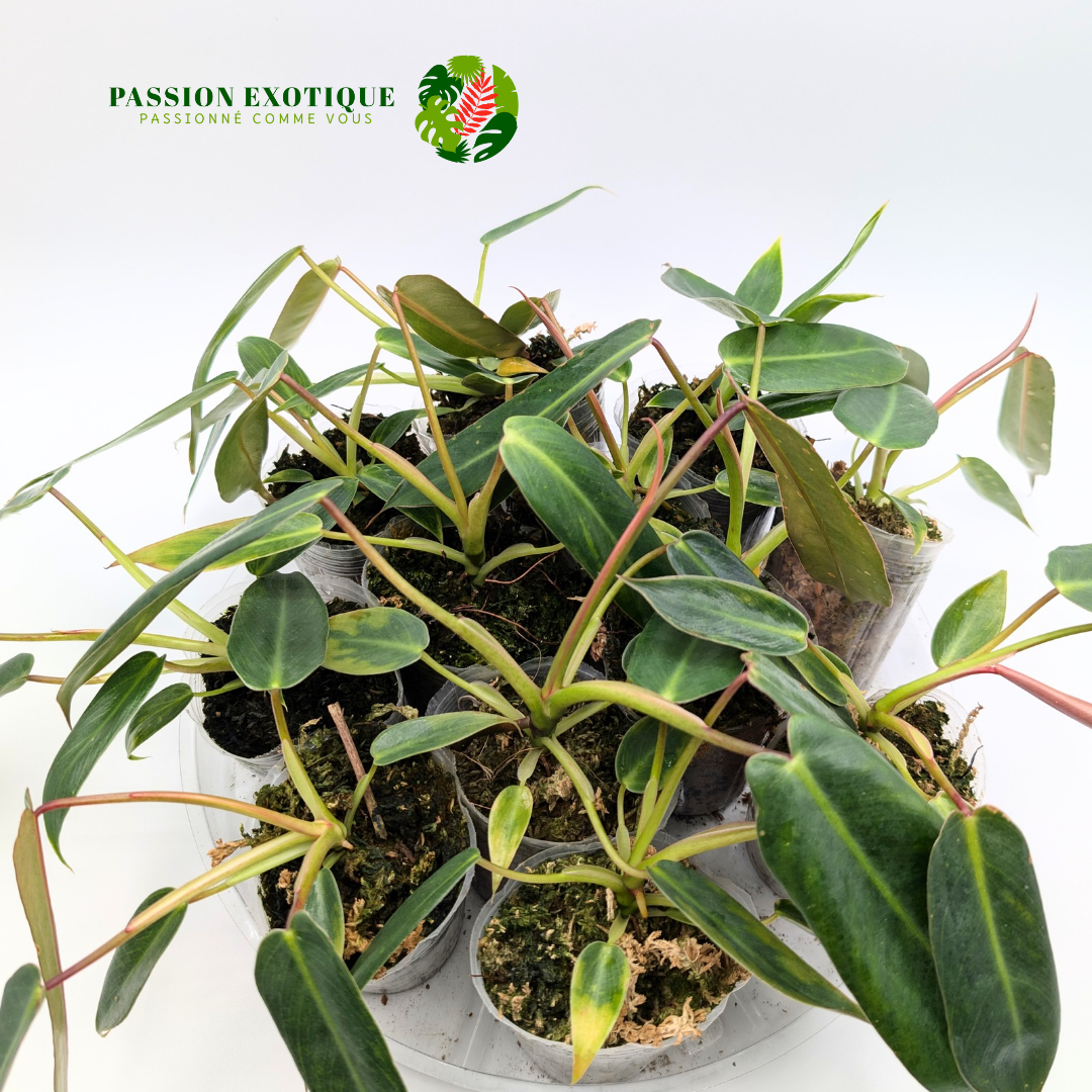 Philodendron Spiritus Sancti