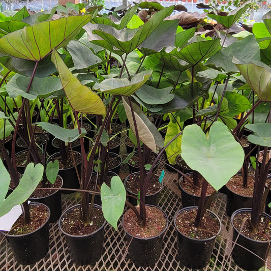 Colocasia Tea Cup