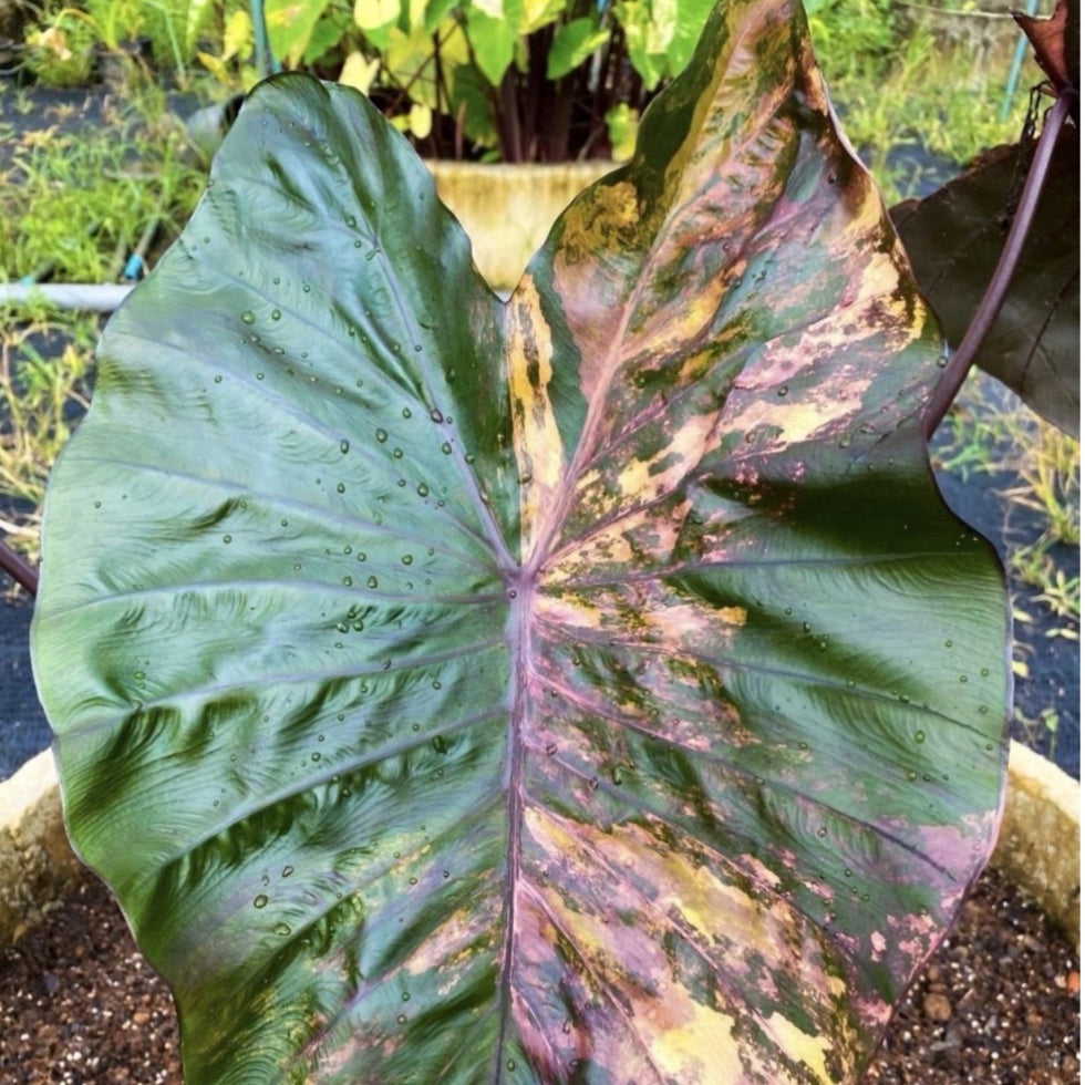 Colocasia Morning Star