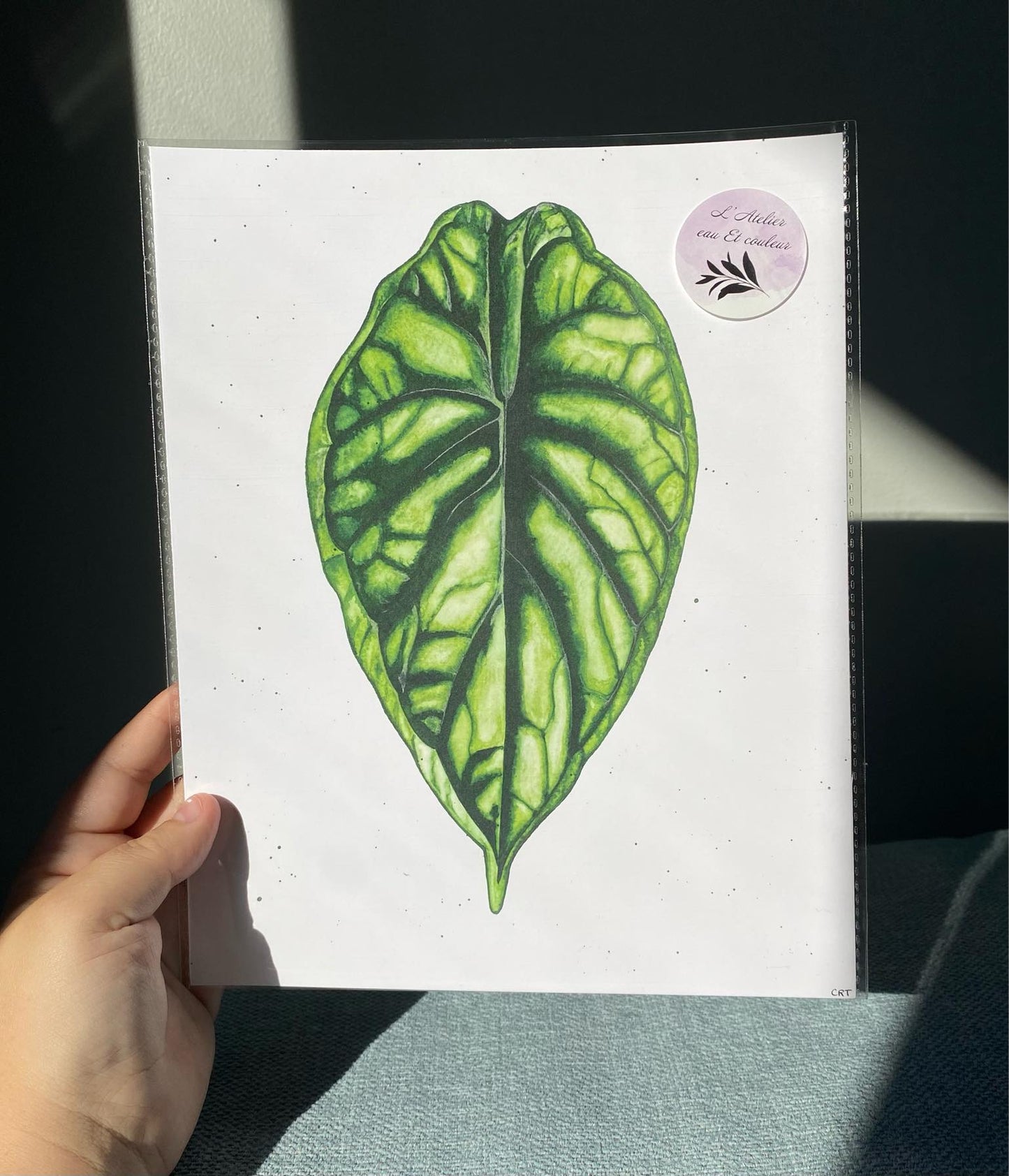 Feuille de Dragon Scale