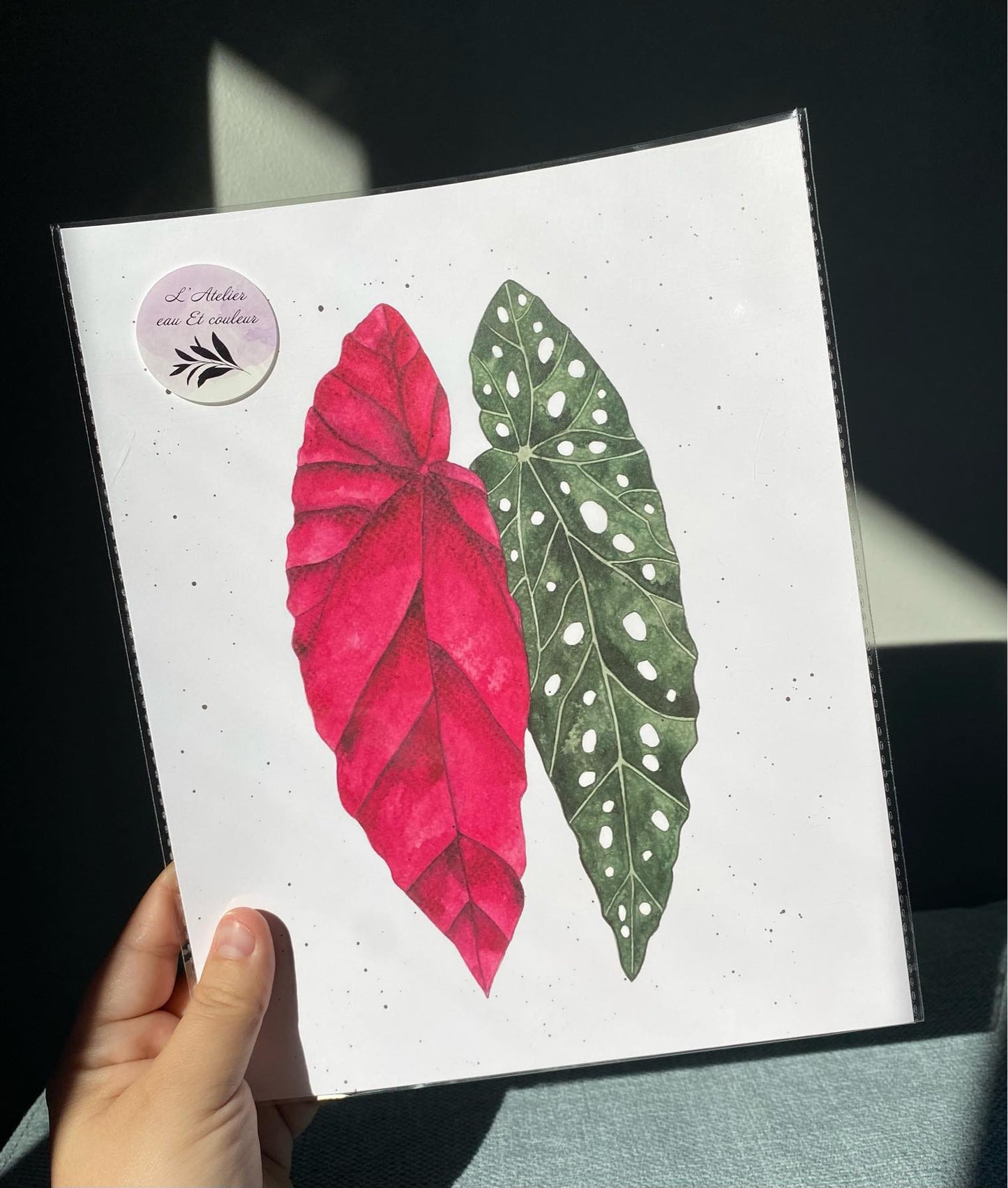 Feuille Begonia Maculata