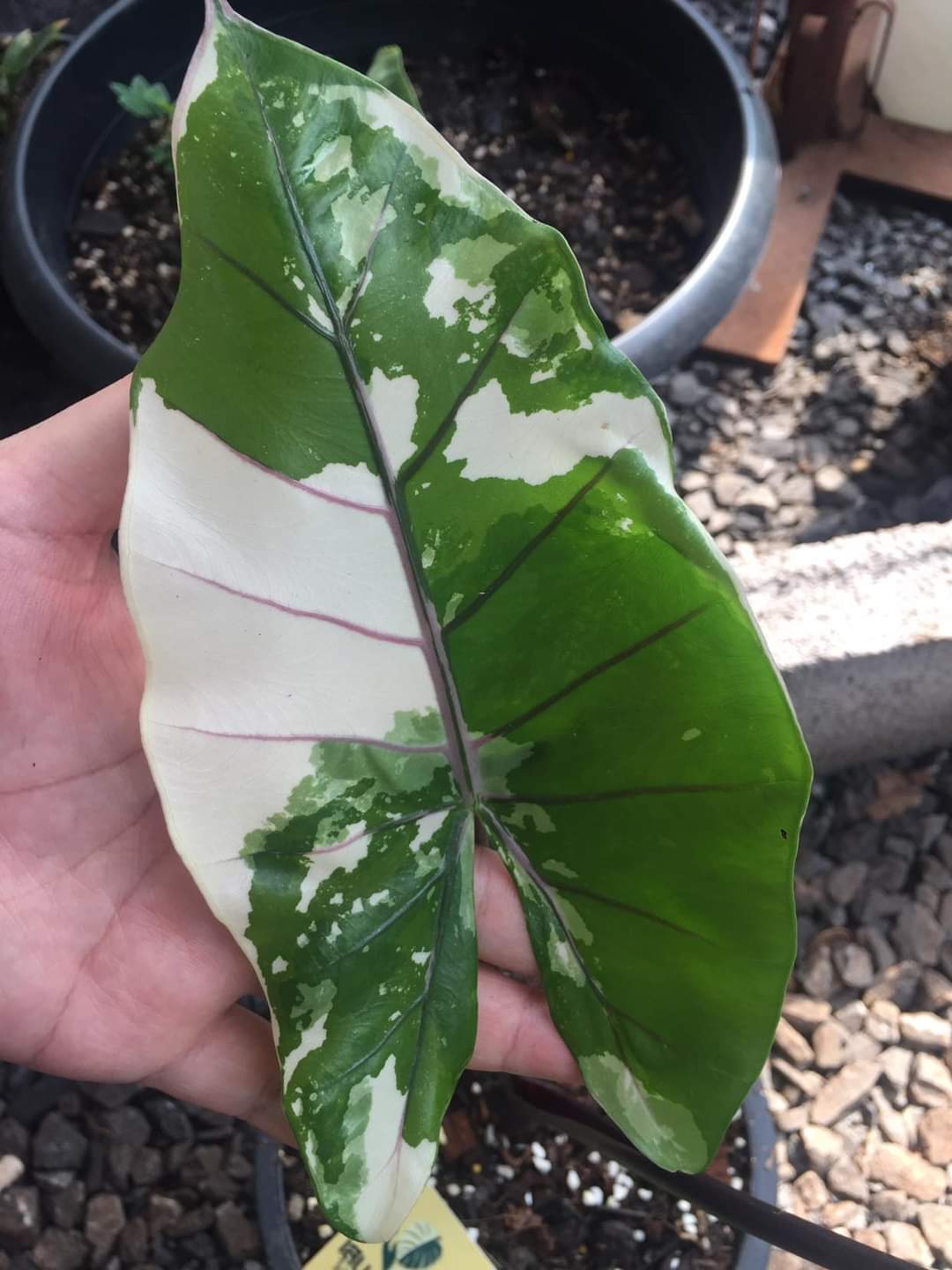 Alocasia black steam variegated