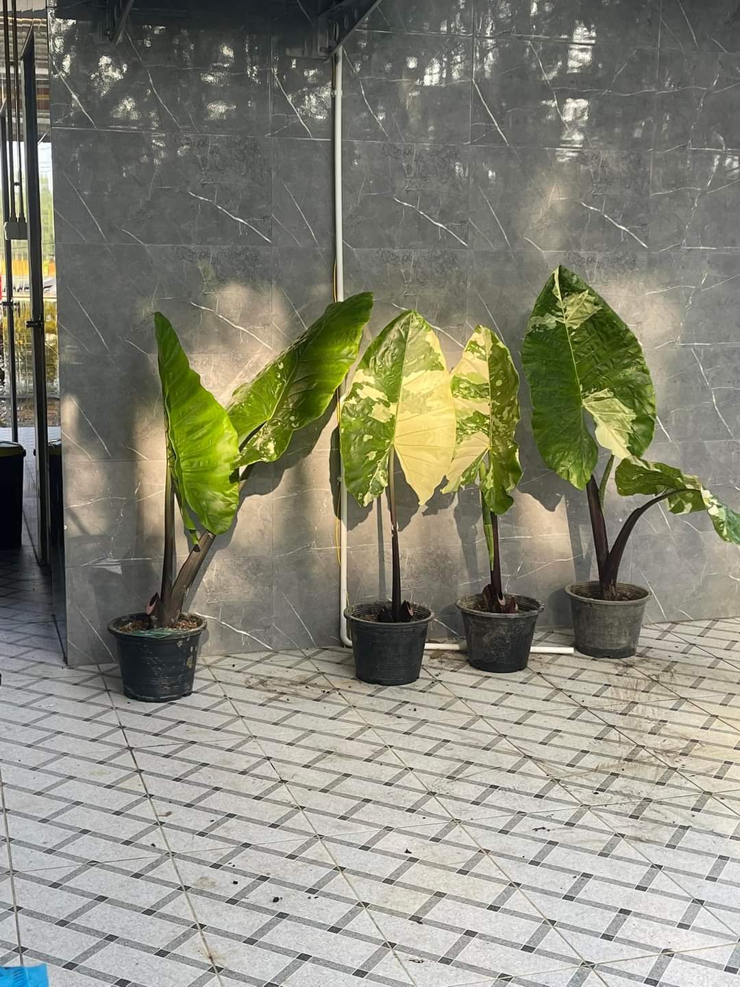 Alocasia black steam variegated