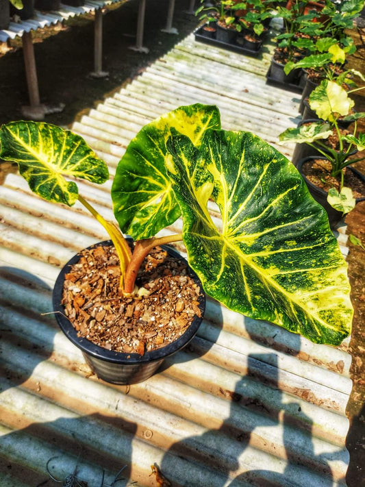 Alocasia new guinea gold