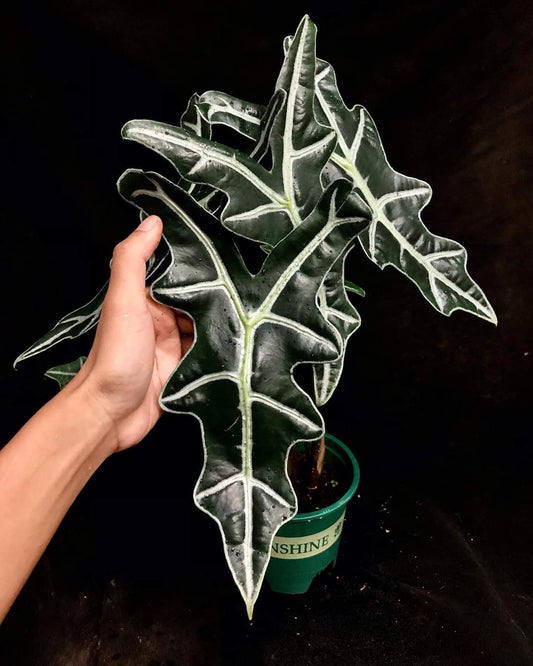 Alocasia nobilis