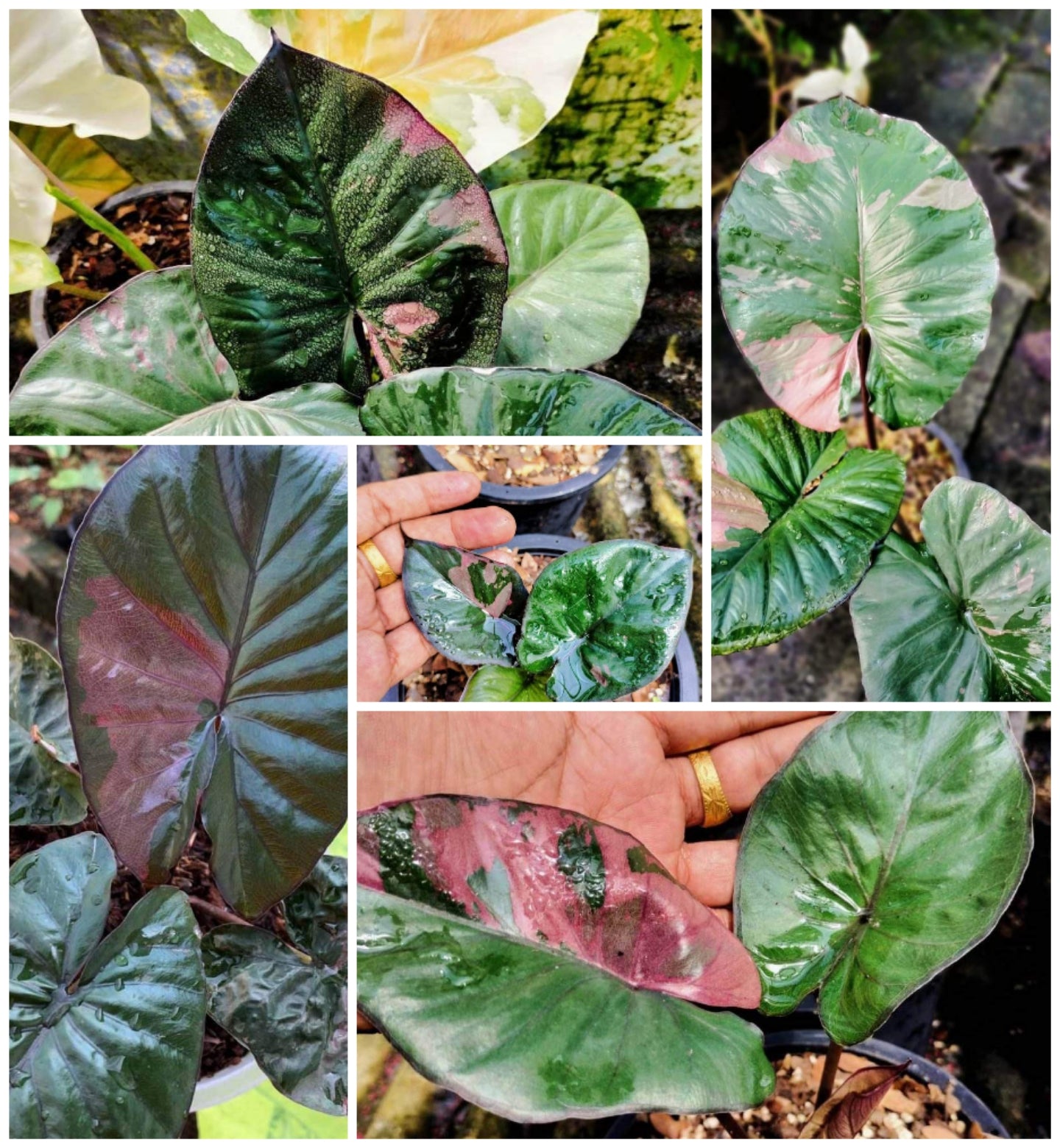 Alocasia serendipity variagated