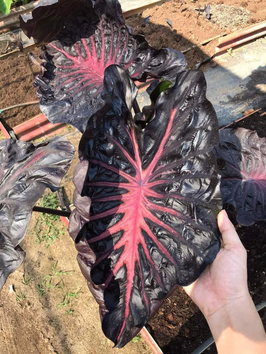 Colocasia black lava