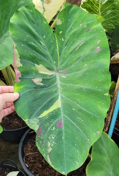 Colocasia siam ruby